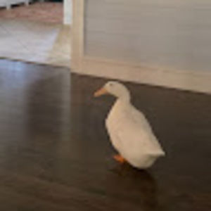 Meet your Posher, Jack